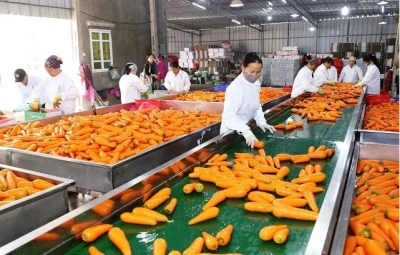 Để ngành rau quả Việt Nam “vươn ra biển lớn”: Cần giải pháp toàn diện